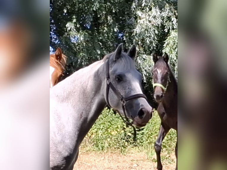 Pony tedesco Castrone 4 Anni 154 cm Grigio in Cuxhaven