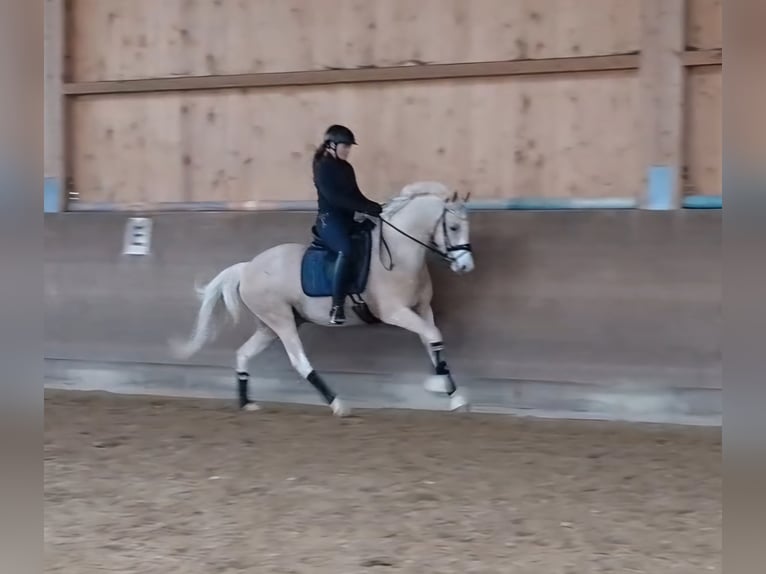 Pony tedesco Castrone 4 Anni 154 cm Palomino in Bad Dürrheim