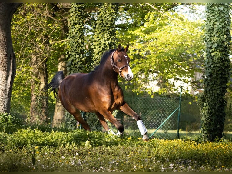 Pony tedesco Castrone 4 Anni 155 cm Baio in Gelchsheim 97255