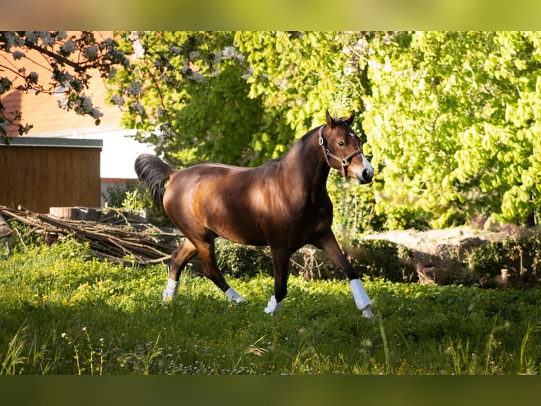 Pony tedesco Castrone 4 Anni 155 cm Baio in Gelchsheim 97255