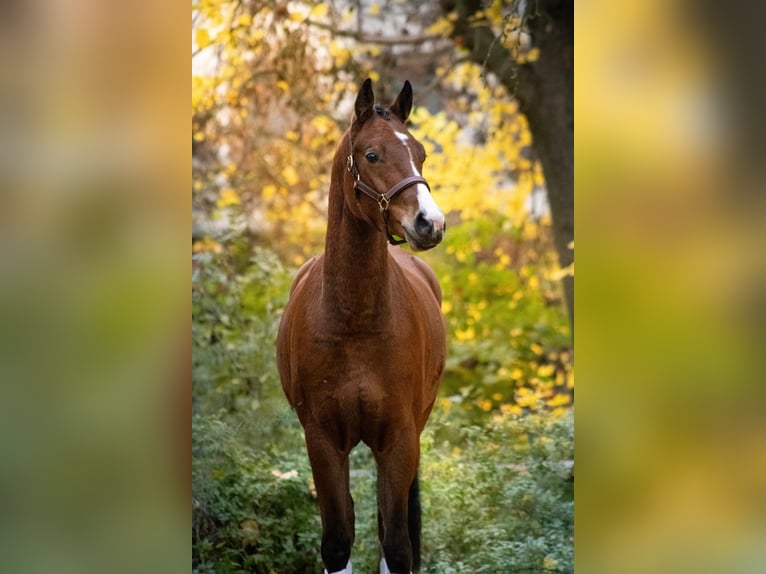 Pony tedesco Castrone 4 Anni 155 cm Baio in Gelchsheim 97255