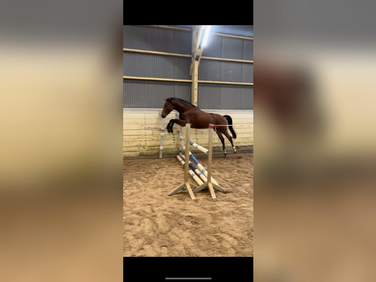 Pony tedesco Castrone 4 Anni 155 cm Baio in Wedel