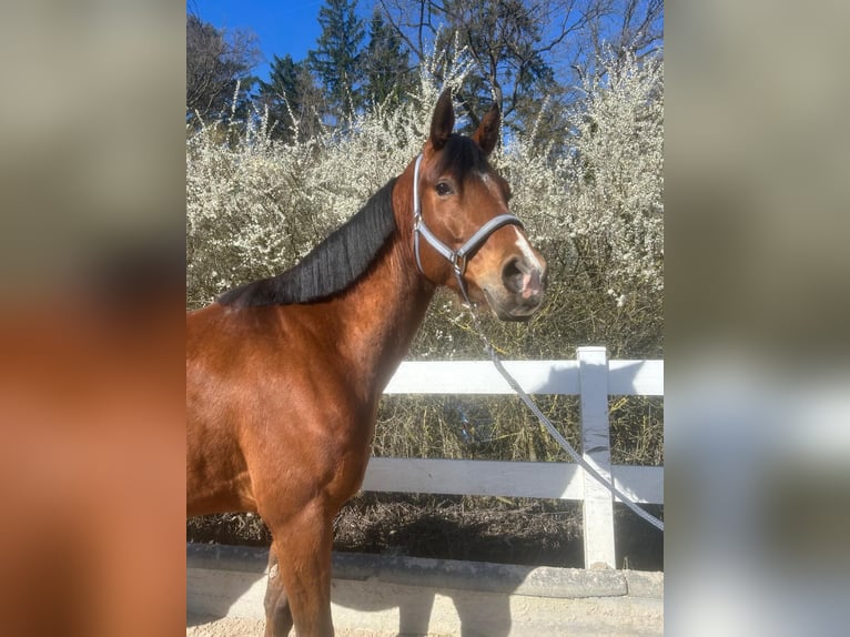 Pony tedesco Castrone 4 Anni 155 cm Baio in Waldenbuch