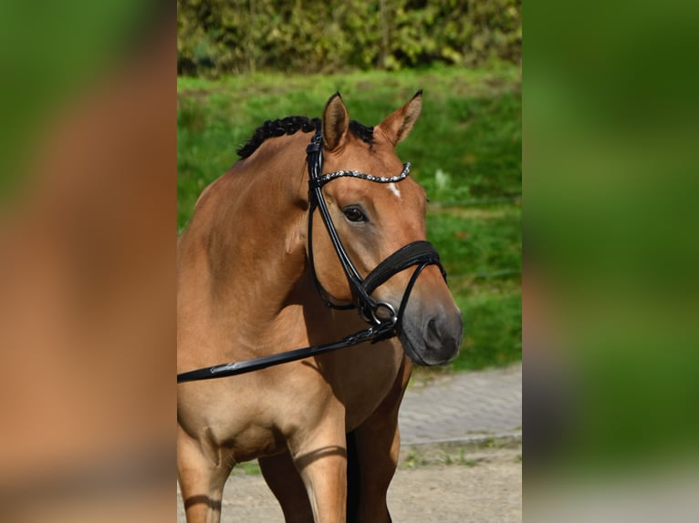 Pony tedesco Castrone 4 Anni 155 cm Falbo in Fürstenau