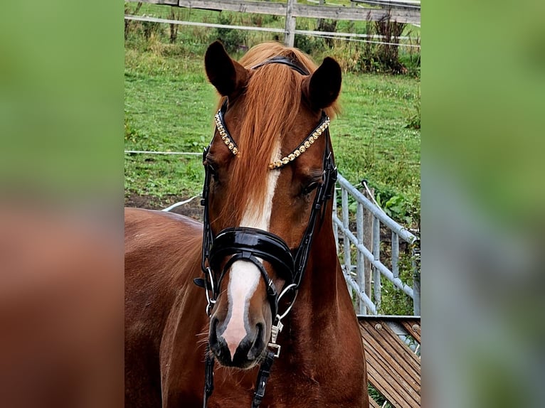 Pony tedesco Castrone 4 Anni 155 cm Sauro in Ruppichteroth