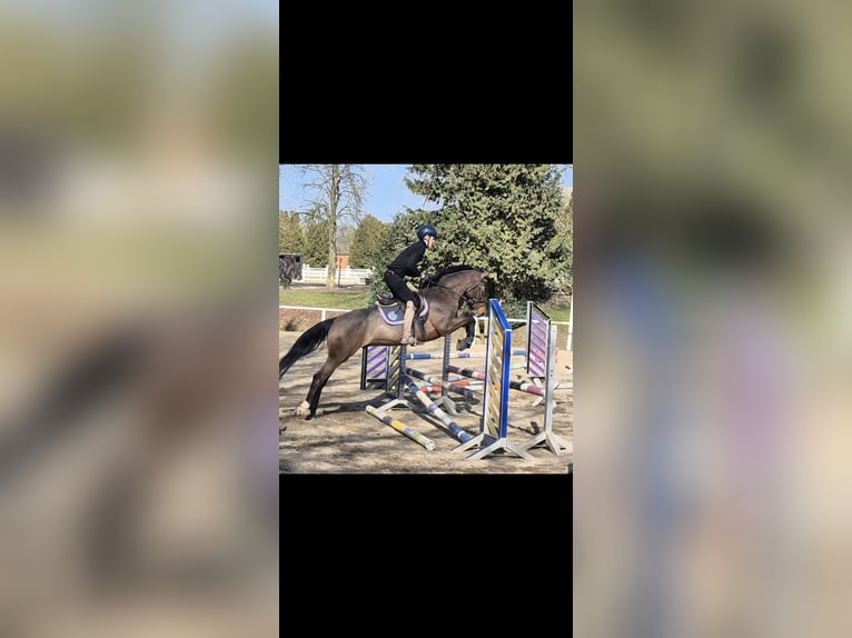 Pony tedesco Castrone 4 Anni 156 cm Baio in Sch&#xF6;nhorst