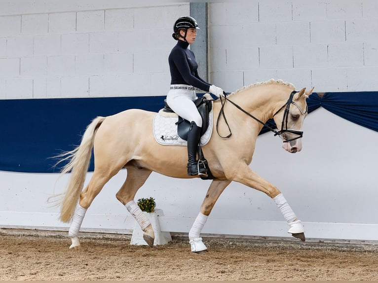 Pony tedesco Castrone 4 Anni 156 cm Palomino in Marsberg