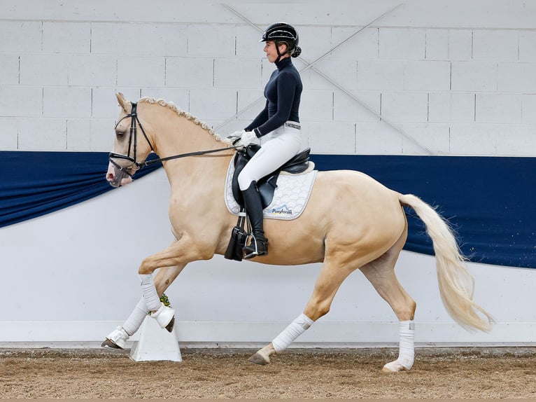 Pony tedesco Castrone 4 Anni 156 cm Palomino in Marsberg