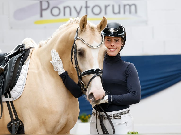 Pony tedesco Castrone 4 Anni 156 cm Palomino in Marsberg