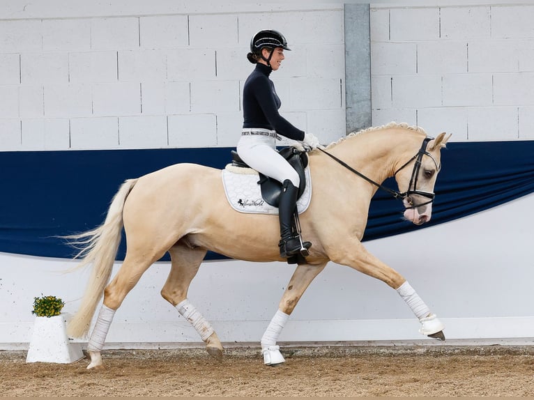Pony tedesco Castrone 4 Anni 156 cm Palomino in Marsberg