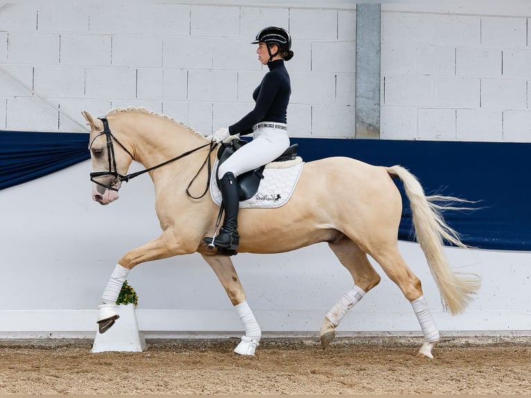 Pony tedesco Castrone 4 Anni 156 cm Palomino in Marsberg