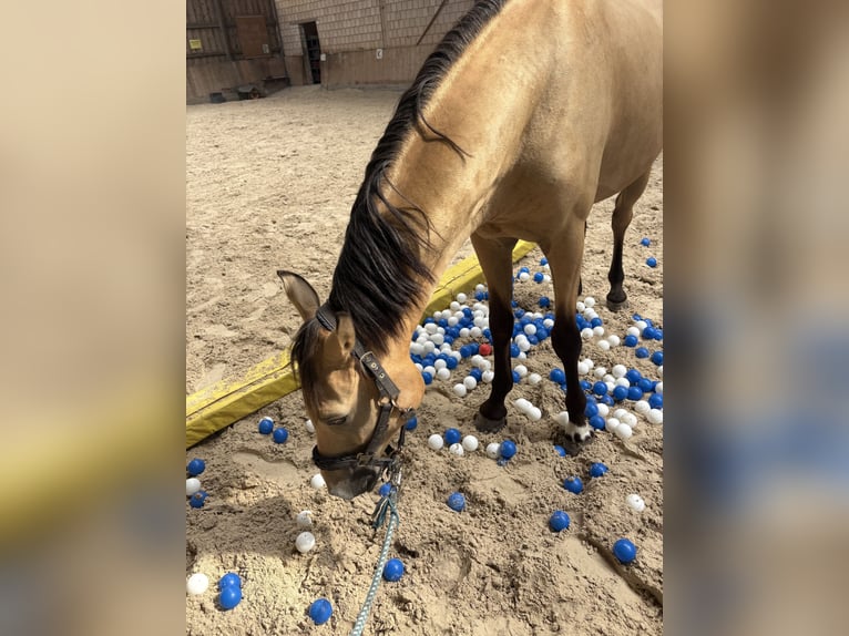 Pony tedesco Castrone 4 Anni 156 cm Pelle di daino in Lichtenfels