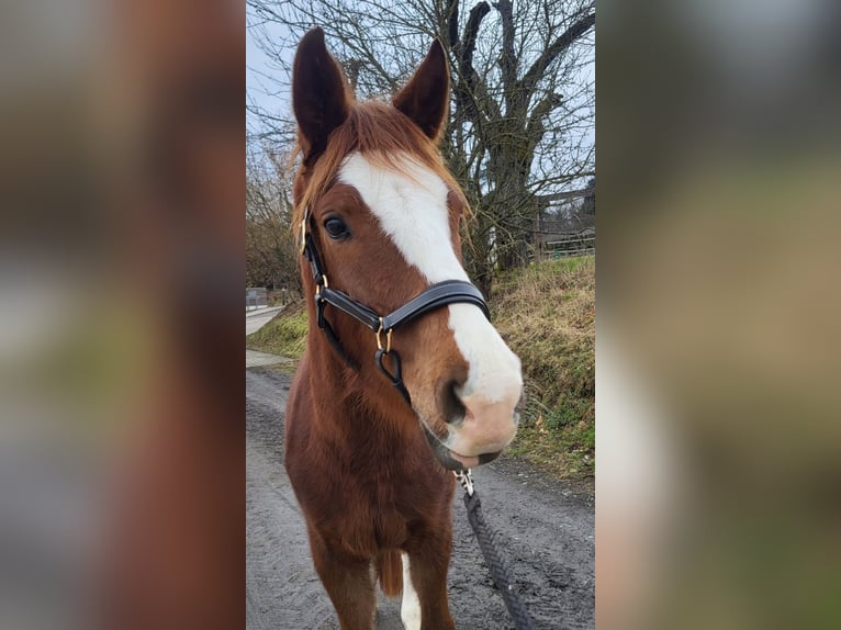 Pony tedesco Castrone 4 Anni 158 cm Sauro scuro in Büdingen