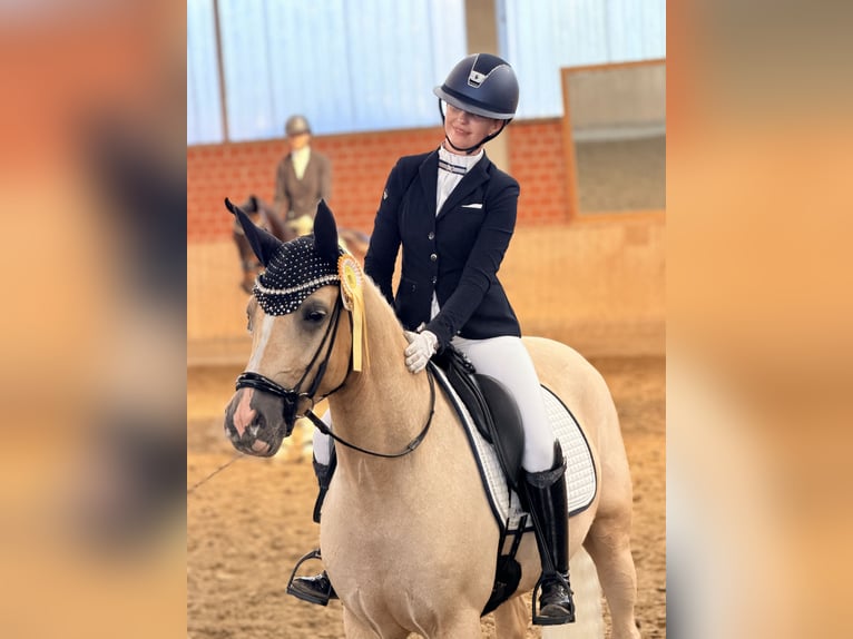 Pony tedesco Castrone 4 Anni Palomino in Bochum
