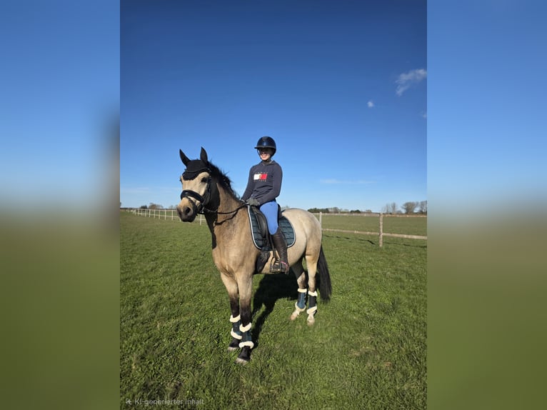 Pony tedesco Castrone 4 Anni Pelle di daino in Lüdershagen