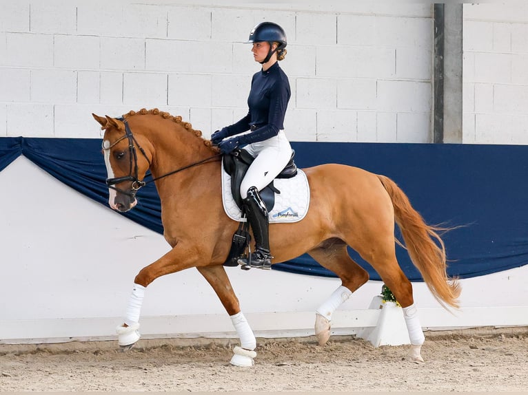 Pony tedesco Castrone 4 Anni Sauro in Marsberg