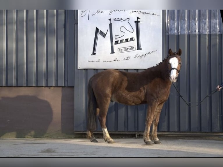 Pony tedesco Mix Castrone 4 Anni Sauro in Nordstemmen