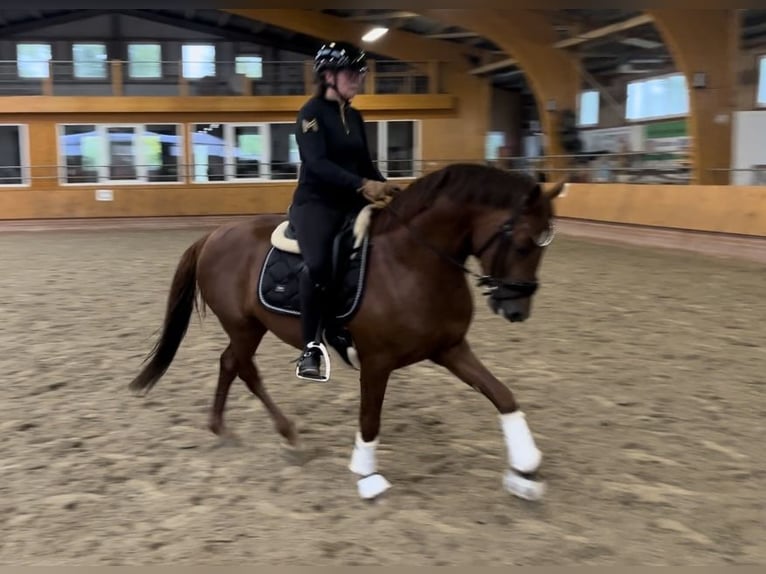 Pony tedesco Castrone 4 Anni Sauro scuro in Bassum