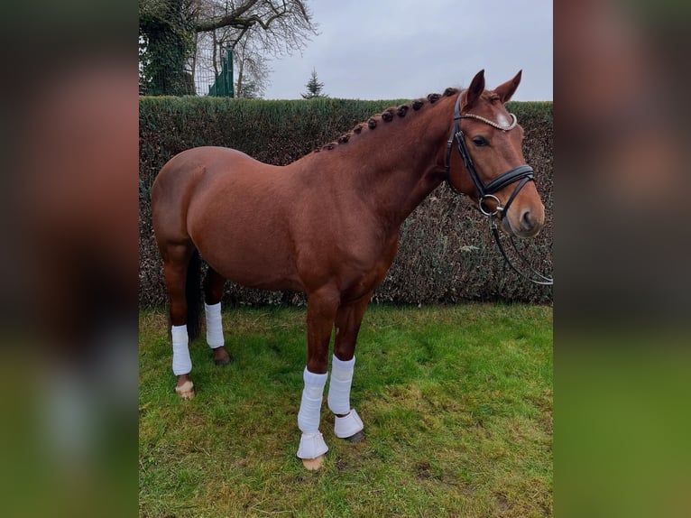 Pony tedesco Castrone 4 Anni Sauro scuro in Bassum