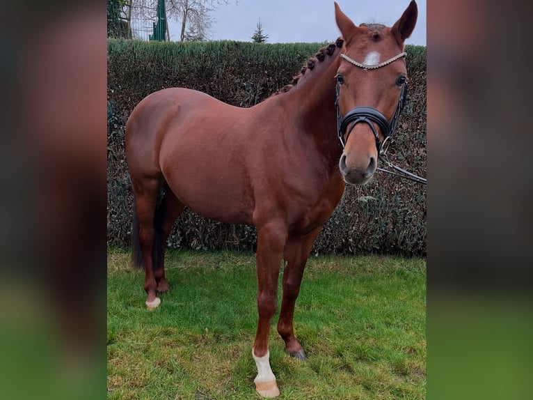Pony tedesco Castrone 4 Anni Sauro scuro in Bassum