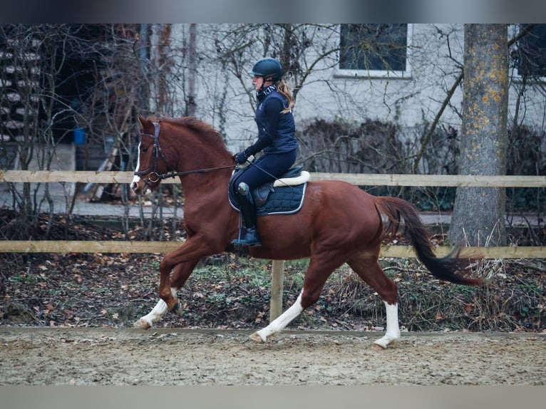 Pony tedesco Castrone 4 Anni Sauro scuro in Borgentreich