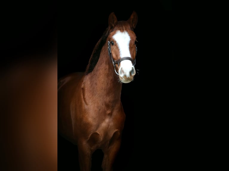 Pony tedesco Castrone 4 Anni Sauro scuro in Borgentreich