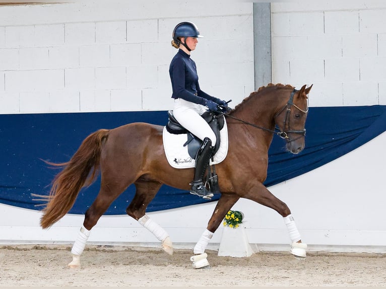 Pony tedesco Castrone 4 Anni Sauro scuro in Marsberg