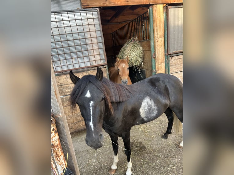 Pony tedesco Mix Castrone 5 Anni 125 cm Pezzato in Himberg