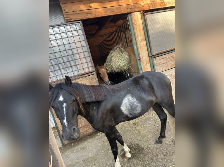 Pony tedesco Mix Castrone 5 Anni 125 cm Pezzato in Himberg