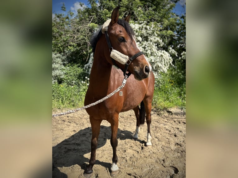 Pony tedesco Castrone 5 Anni 134 cm Baio in Selm