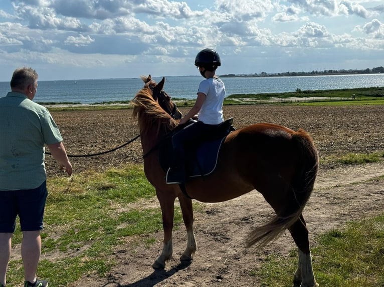 Pony tedesco Mix Castrone 5 Anni 134 cm Sauro in FehmarnWulfen