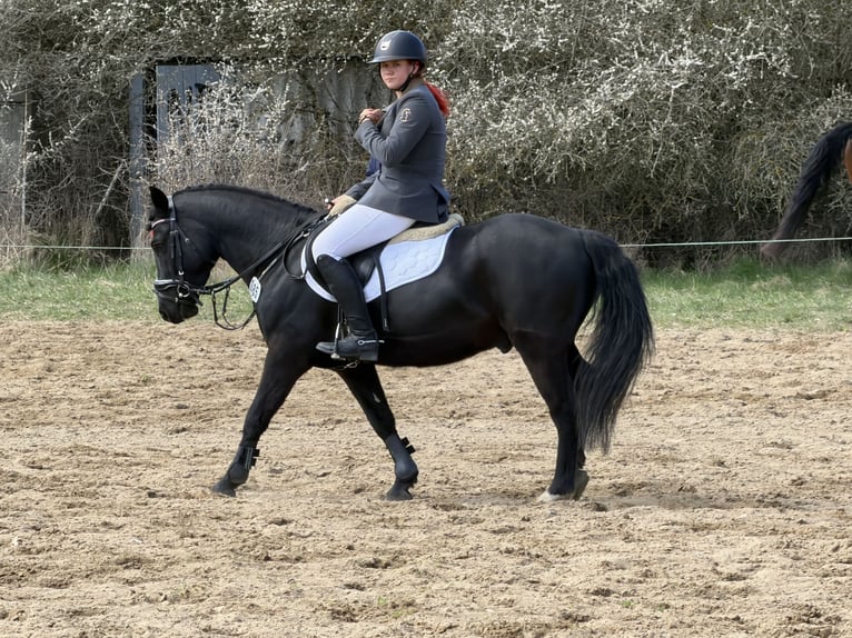 Pony tedesco Mix Castrone 5 Anni 136 cm Morello in Ganzlin