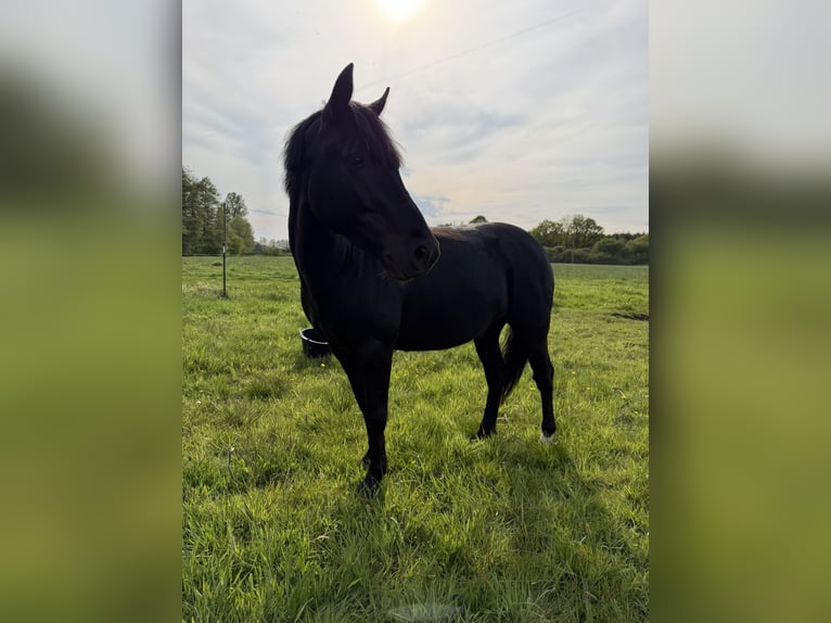Pony tedesco Mix Castrone 5 Anni 136 cm Morello in Ganzlin