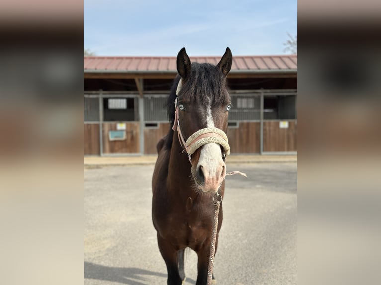 Pony tedesco Mix Castrone 5 Anni 140 cm Baio in Ansfelden