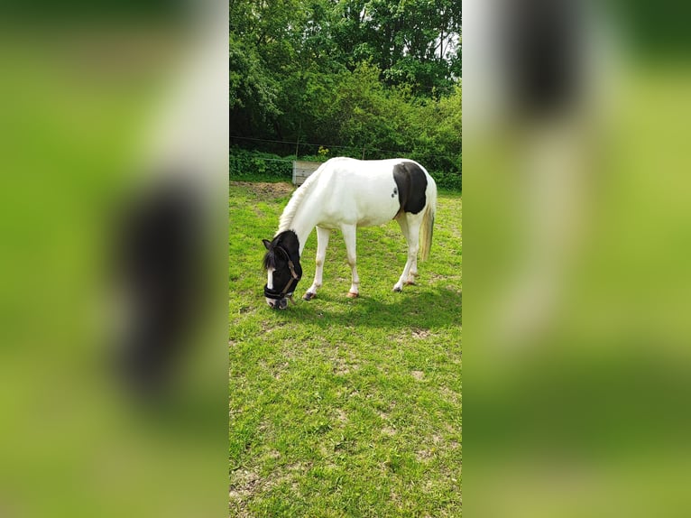 Pony tedesco Castrone 5 Anni 140 cm in Heide