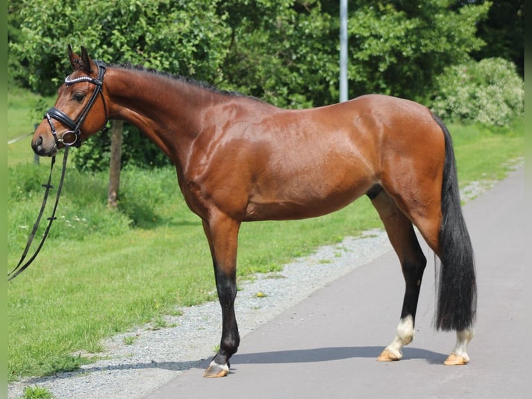 Pony tedesco Castrone 5 Anni 142 cm Baio in Deinstedt