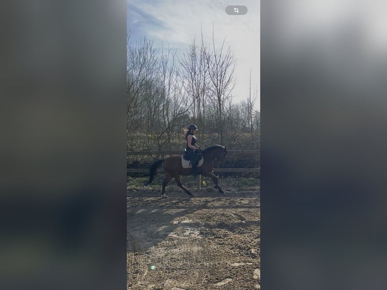 Pony tedesco Castrone 5 Anni 143 cm Baio in Glückstadt