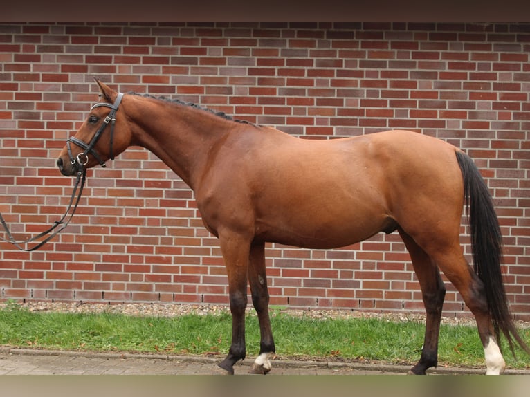 Pony tedesco Castrone 5 Anni 143 cm Baio in Glückstadt