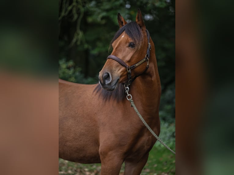 Pony tedesco Mix Castrone 5 Anni 143 cm Baio in Andervenne