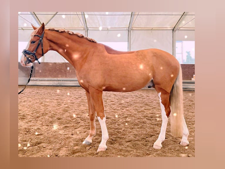 Pony tedesco Castrone 5 Anni 143 cm Sauro in Biebesheim am Rhein