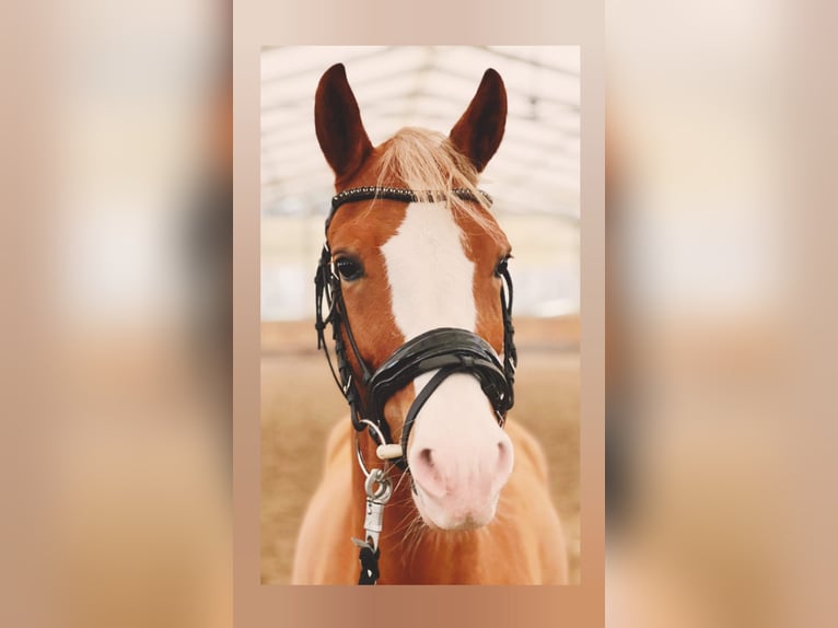 Pony tedesco Castrone 5 Anni 143 cm Sauro in Biebesheim am Rhein