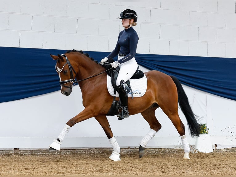 Pony tedesco Castrone 5 Anni 144 cm Baio in Marsberg