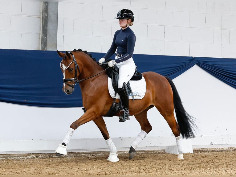Pony tedesco Castrone 5 Anni 144 cm Baio in Marsberg