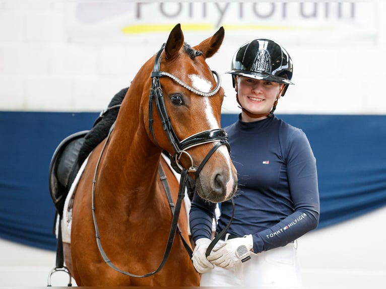 Pony tedesco Castrone 5 Anni 144 cm Baio in Marsberg
