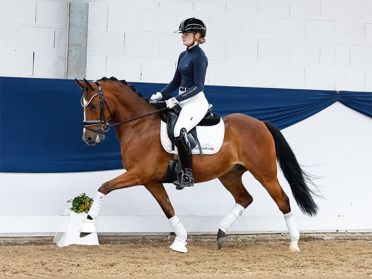 Pony tedesco Castrone 5 Anni 144 cm Baio in Marsberg