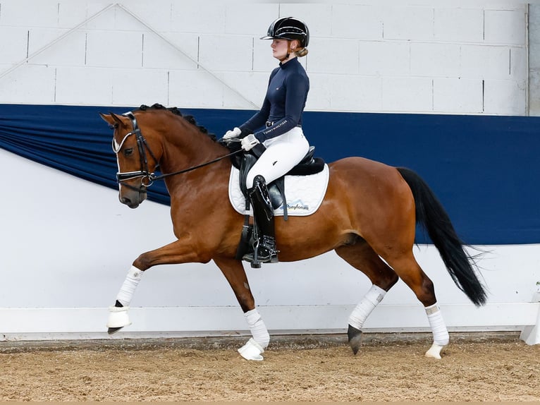 Pony tedesco Castrone 5 Anni 144 cm Baio in Marsberg