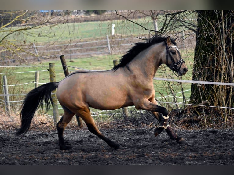 Pony tedesco Castrone 5 Anni 144 cm Falbo in Ebersbach an der Fils