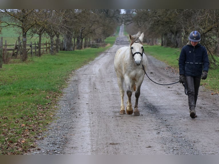 Pony tedesco Castrone 5 Anni 144 cm Grigio in Buchen (Odenwald)