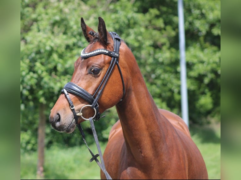 Pony tedesco Castrone 5 Anni 145 cm Baio in Deinstedt