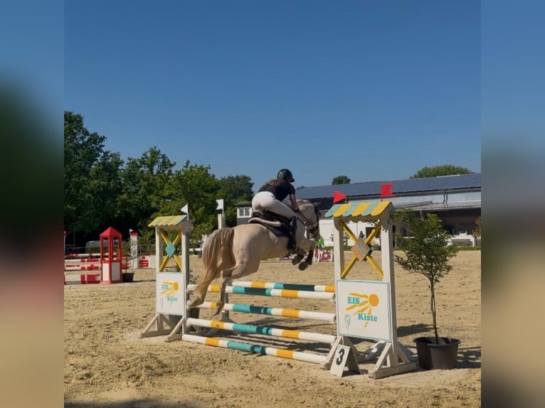 Pony tedesco Castrone 5 Anni 145 cm Cremello in Korschenbroich